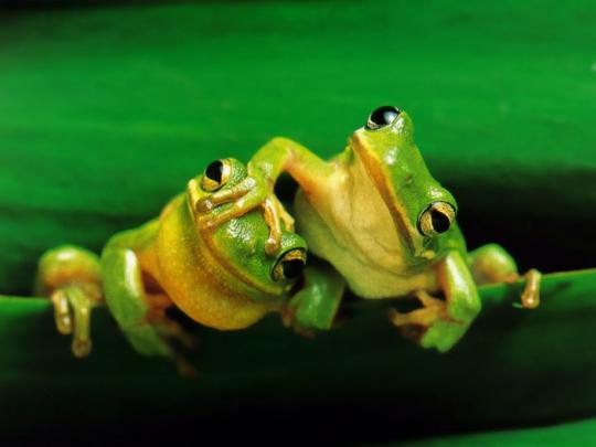 wallpaper: Funny Frogs Wallpapers