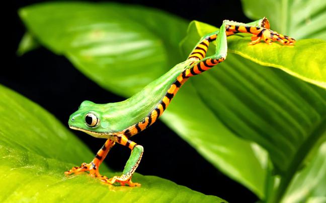 All new wallpaper : Frog wallpaper HD