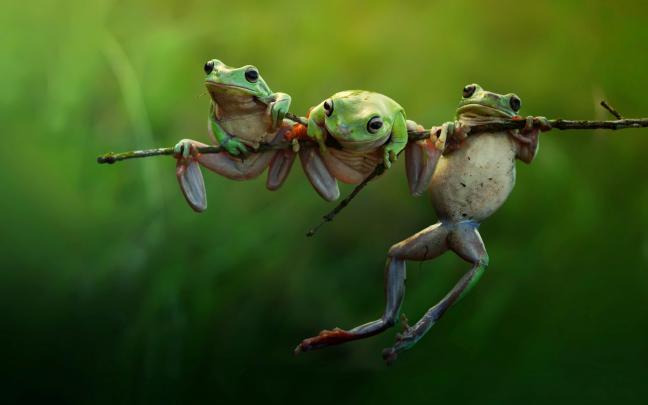 frog, Animals, Nature, Amphibian, Twigs Wallpapers HD \/ Desktop and 