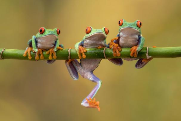 Tree Frog Wallpaper (64+ images)