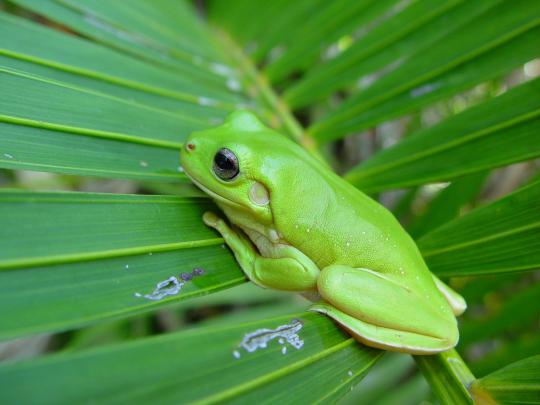 beauty, Cute, Amazing, Animal, Animal, Frog Wallpapers HD \/ Desktop and 