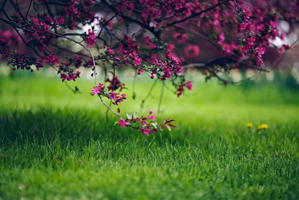 Full Screen Desktop Wallpaper \u00b7\u2460 