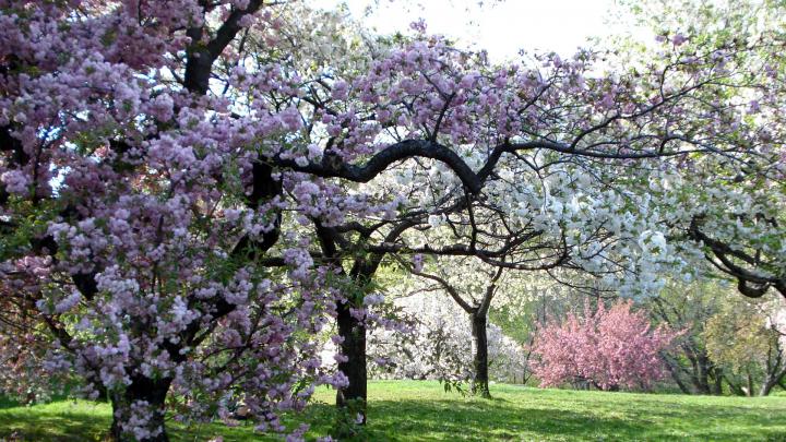 Garden Wallpapers