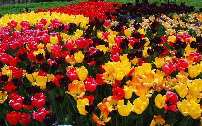 tulip flower garden - HD Desktop Wallpapers