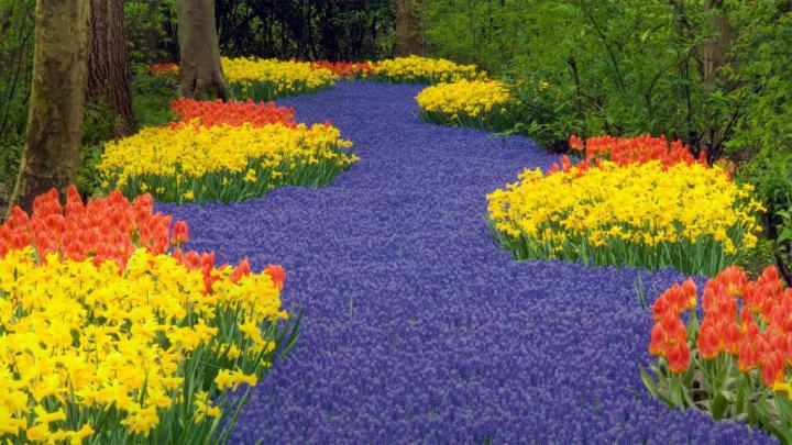 Garden Holland \u2013 Bing Wallpaper Download