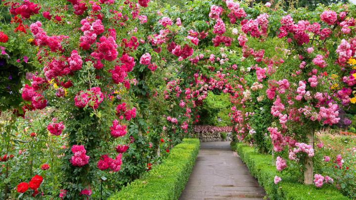 Rose Garden \u2013 Bing Wallpaper Download