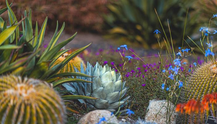Desktop Succulents Wallpapers