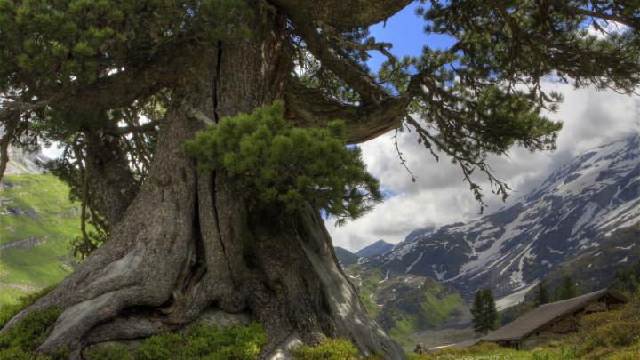 Desktop Backgrounds Trees (56+ images)