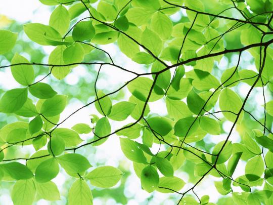 Desktop Backgrounds Trees