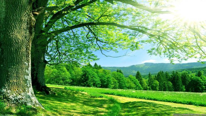 green, Nautre, Tree, Sky, Forest, Natur Wallpapers HD \/ Desktop and 