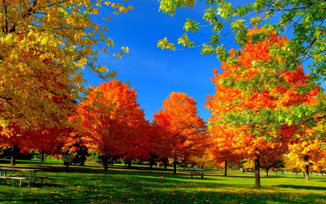autumn, Fall, Season, Nature, Landscape, Leaf, Leaves, Color, Seasons 