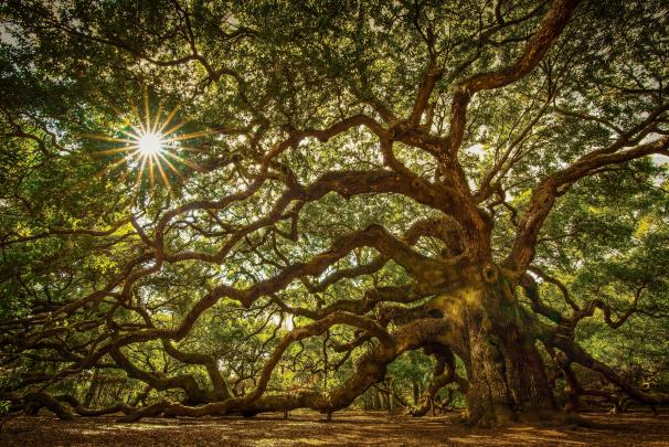 Tree Desktop Wallpapers on WallpaperDog