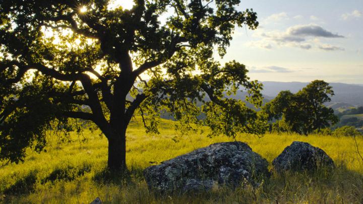 hd oak tree wallpaper - HD Desktop Wallpapers