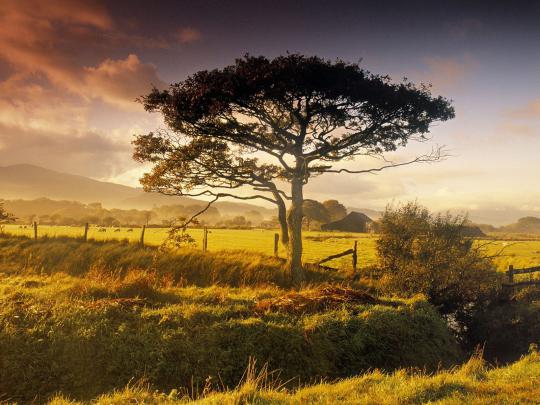 trees, Nature Wallpapers HD \/ Desktop and Mobile Backgrounds