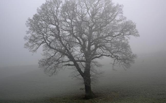 Tree Desktop Backgrounds