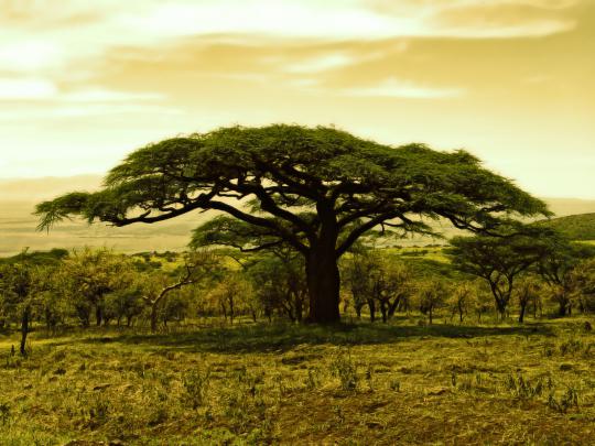 trees wallpapers appealing - HD Desktop Wallpapers