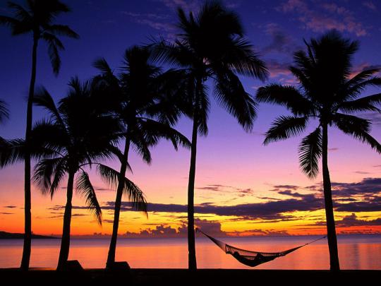Palm Tree Desktop Wallpapers