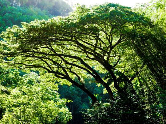 forest, Trees, Nature, Landscape, Tree Wallpapers HD \/ Desktop and 