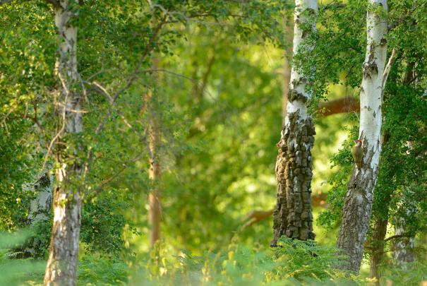 tree birch wallpaper - HD Desktop Wallpapers