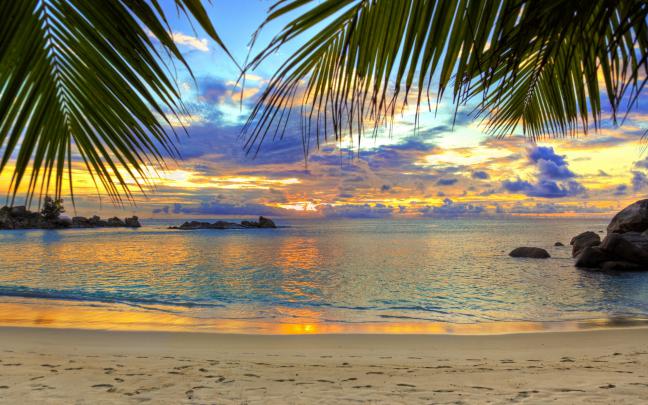 Palm Tree Desktop Wallpaper \u00b7\u2460 