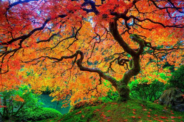 nature, Trees Wallpapers HD \/ Desktop and Mobile Backgrounds