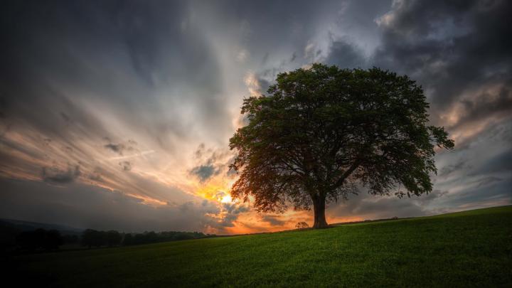 Tree Desktop Wallpaper -
