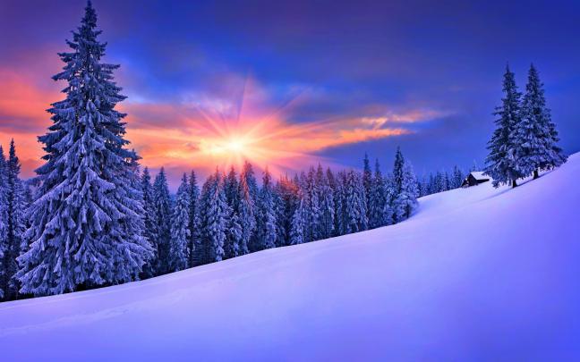 forest, Winter, Snow, Landscape, Pine Trees Wallpapers HD \/ Desktop and 