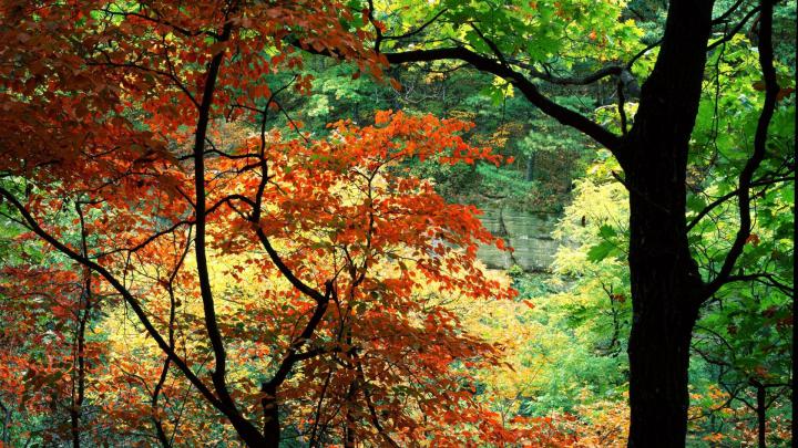Desktop Wallpaper Trees (52+ images)