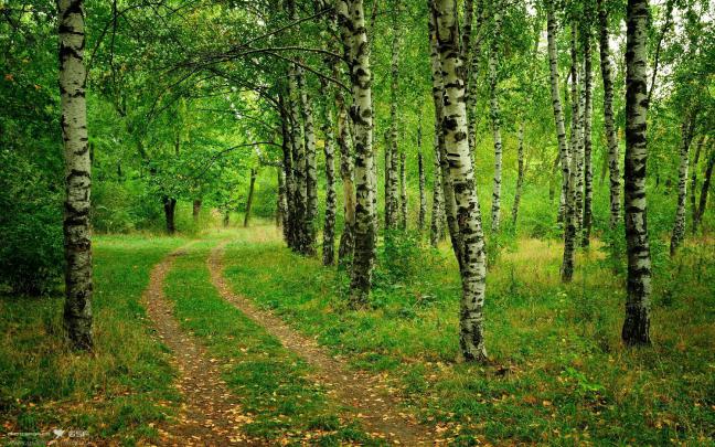 Free Desktop Wallpapers Trees