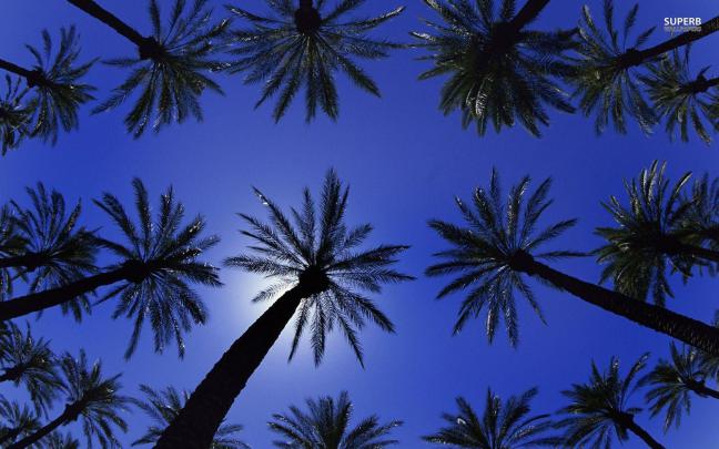 Palm Tree Desktop Wallpapers