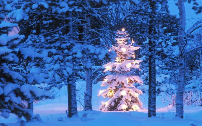 Free download Christmas Tree Desktop Background 74 images [1920x1200 