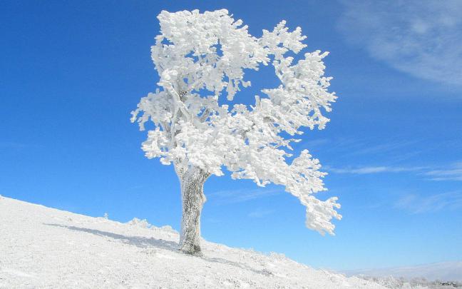 Desktop Wallpapers: Frozen Trees Desktop Wallpapers