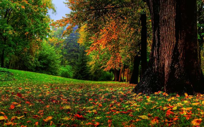 nature, Fall, Landscape, Trees Wallpapers HD \/ Desktop and Mobile 