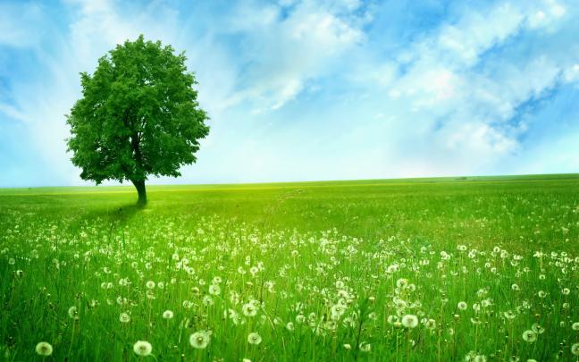 Tree Wallpapers