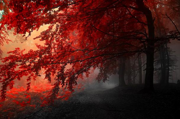190+ 4K Ultra HD Tree Wallpapers | Background Images