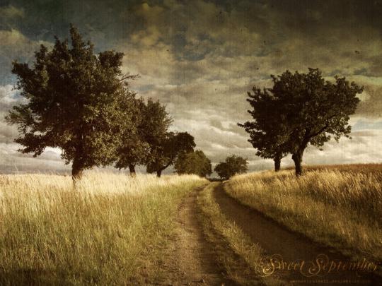 trees vintage fields 1600x1200 wallpaper \u2013 Nature Fields HD Desktop 