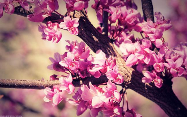 Vintage Flowers Wallpapers