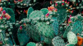 Cactus Wallpaper Desktop