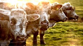 Cow Desktop Wallpaper