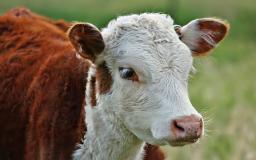 Cow Desktop Wallpaper