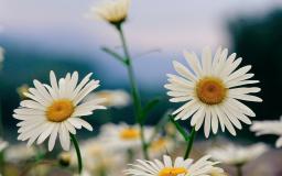 Daisy Desktop Wallpaper