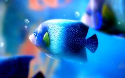 Fish Desktop Wallpaper