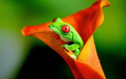 Frog Desktop Wallpaper