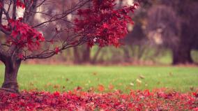 Full Screen Desktop Background Nature Wallpaper