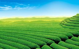 Garden Desktop Wallpaper