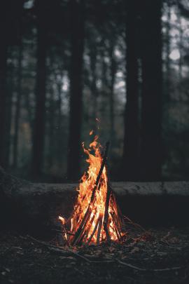 portrait Display, Nature, Trees, Forest, Fire, Wood, Leaves, Dark 