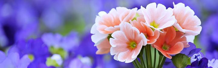 multi, Monitor, Dual, Screen, Widescreen Wallpapers HD \/ Desktop and 