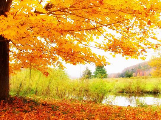 HD Autumn Scenery Wallpaper - High Definition, High Resolution HD 