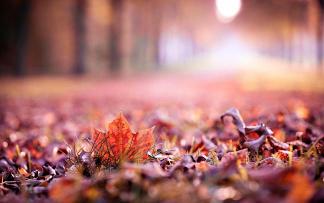 Autumn Desktop Wallpaper - Wallpaper, High Definition, High Quality 