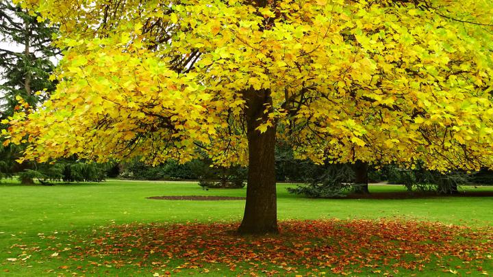 Autumn HD Wallpaper with Yellow Leaves Tree - HD Wallpapers 